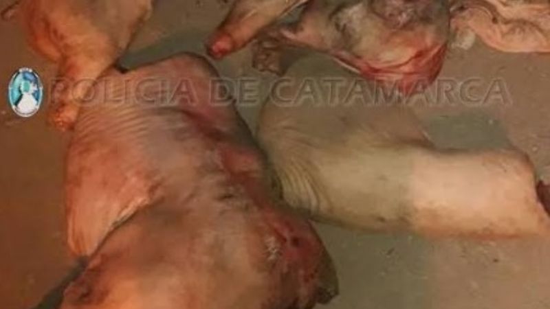 Secuestran vehículos y decomisan carne de cerdo