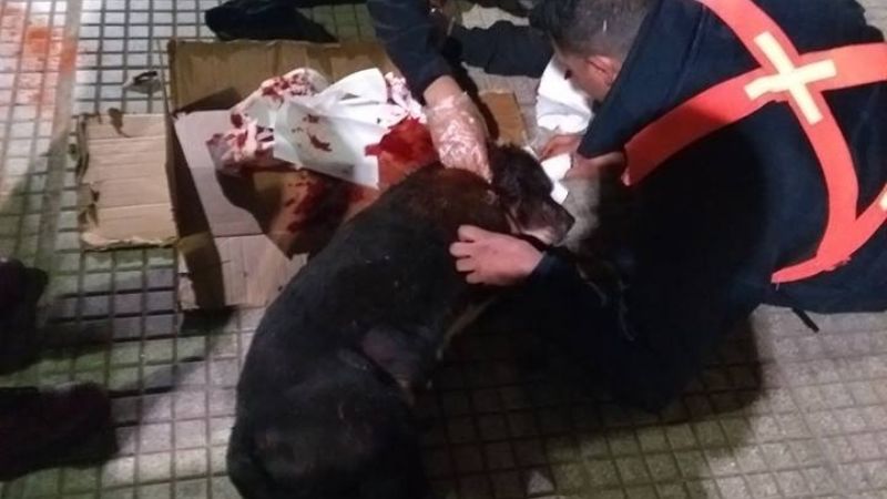 Policía asistió a un perro herido