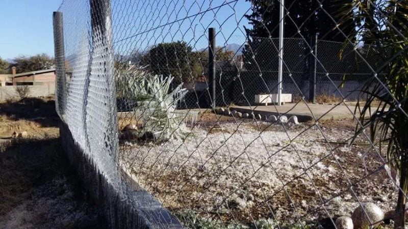 Las heladas no dan tregua