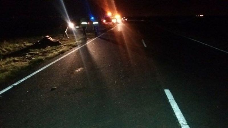 Un auto chocó contra un animal en la ruta 38