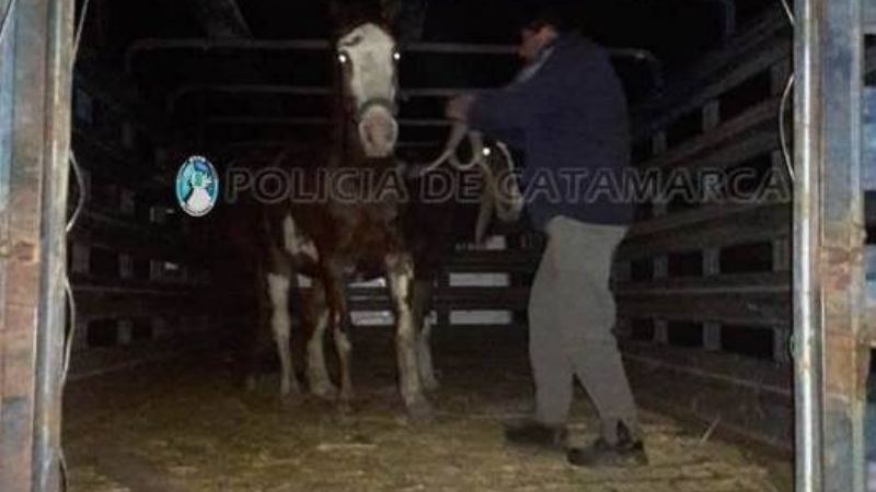 Secuestran animales sueltos en Fray Mamerto Esquiú