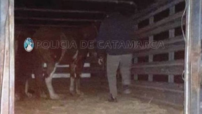 Secuestran animales sueltos en Fray Mamerto Esquiú