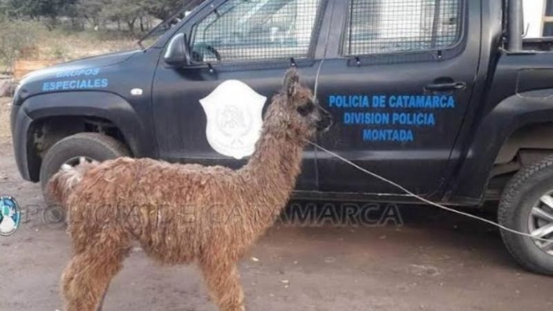 Robaron una llama y la encuentran cerca de la circunvalación
