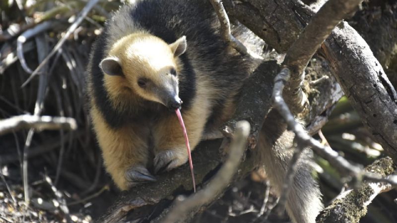 Liberaron un oso melero y rescataron un águila mora