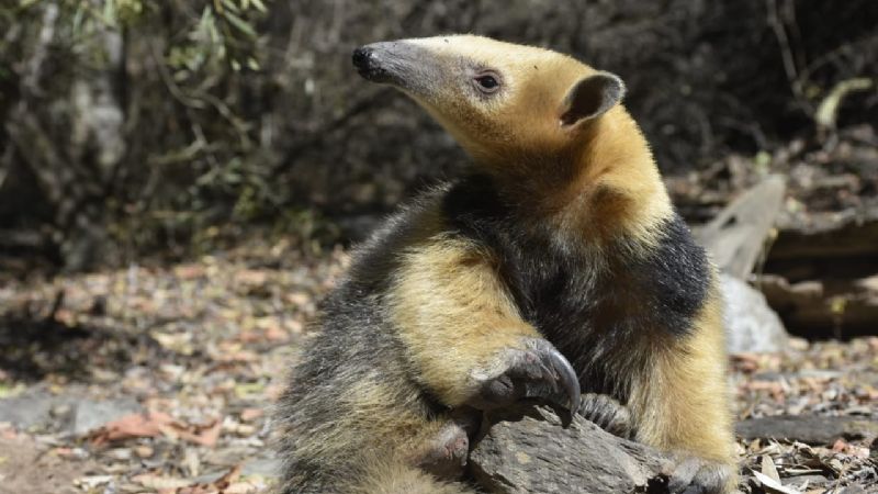 Liberaron un oso melero y rescataron un águila mora