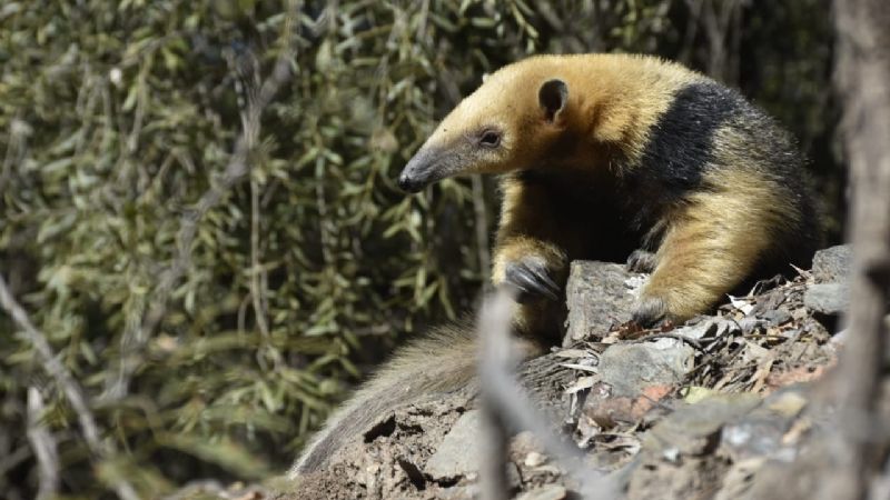 Liberaron un oso melero y rescataron un águila mora