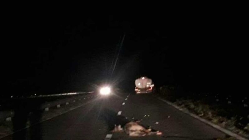 Automovilista embistió a un caballo en Valle Viejo