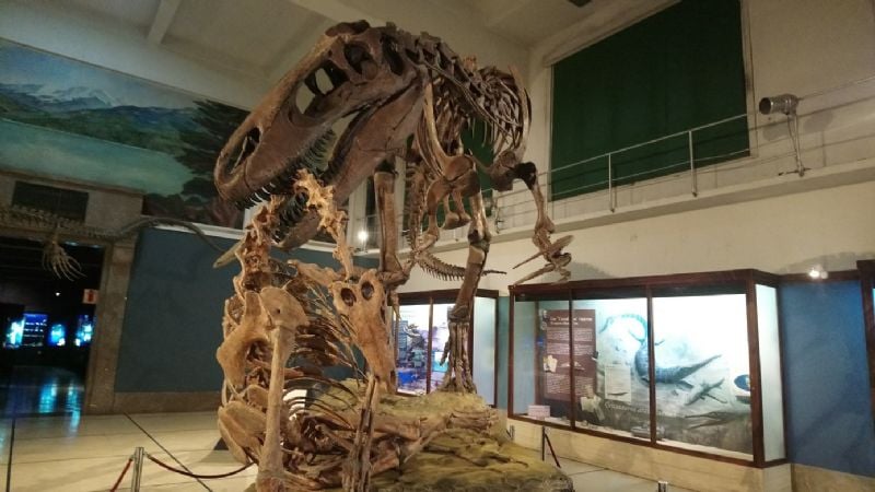 Presentan un megaraptor y la boca de un tiburón gigante