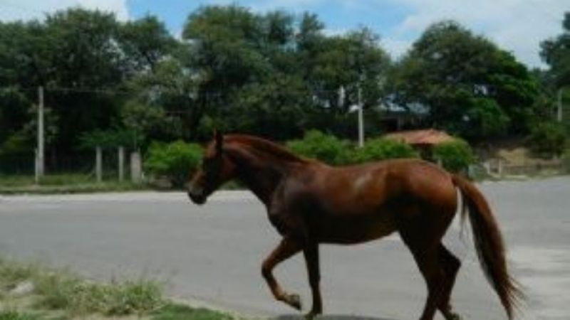 Secuestran una yegua en Valle Viejo
