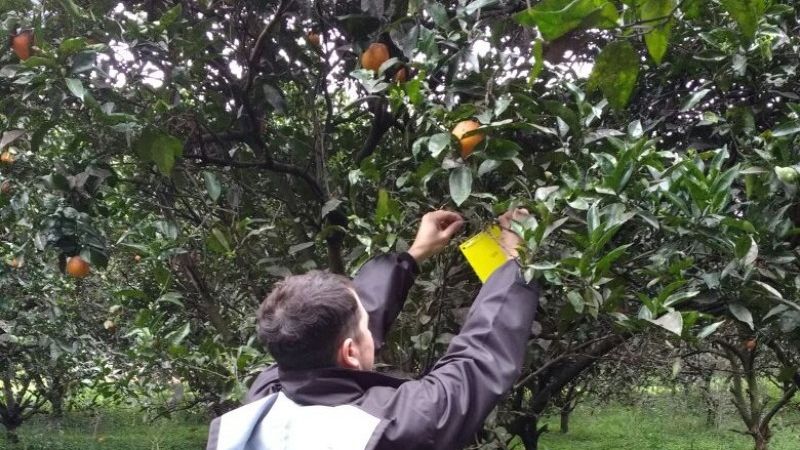 Monitoreos en la producción de cítricos de Alijilán