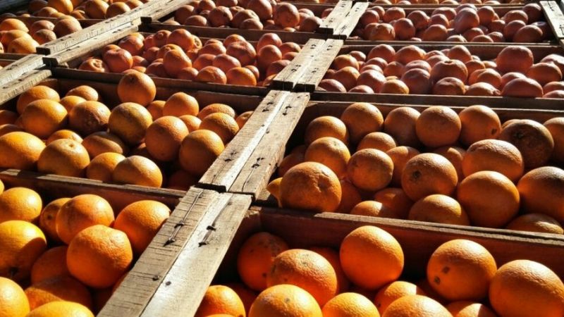 Catamarca logra un permiso provisorio para vender cítricos a Tucumán