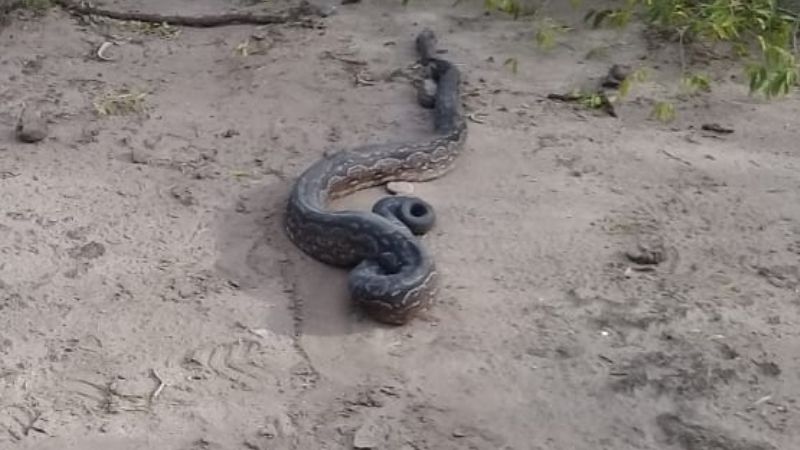 Secuestran y liberan animales