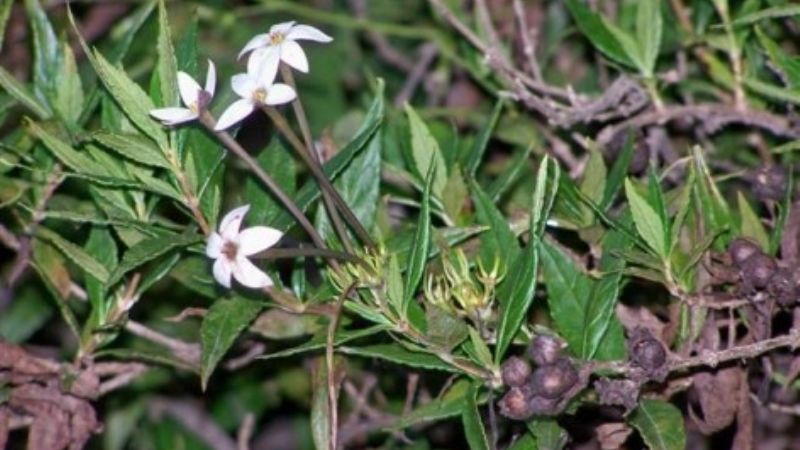 Científicos hallaron una droga anticancerígena en una planta del NOA