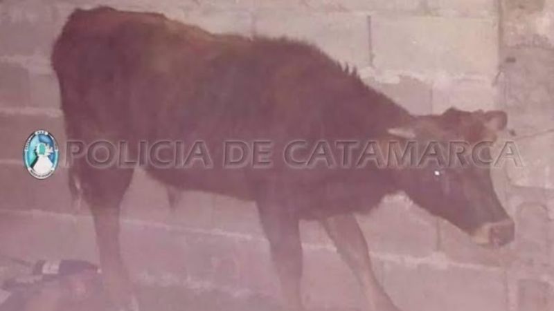 Detenidos por robarle el caballo a una abuela