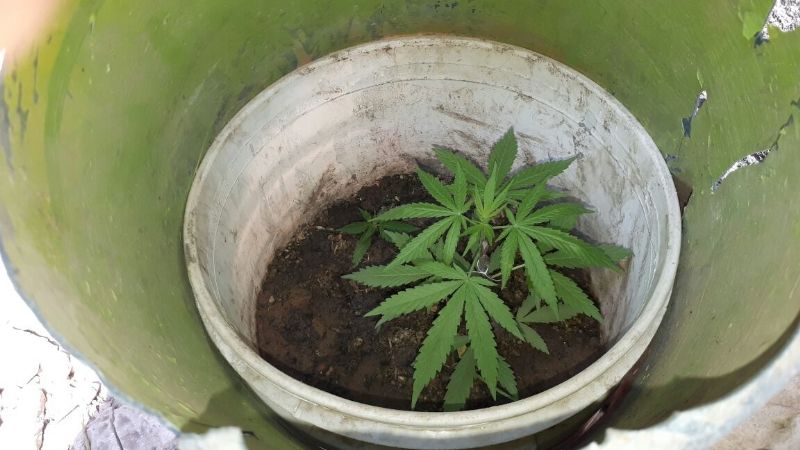 Secuestran dos plantines de marihuana