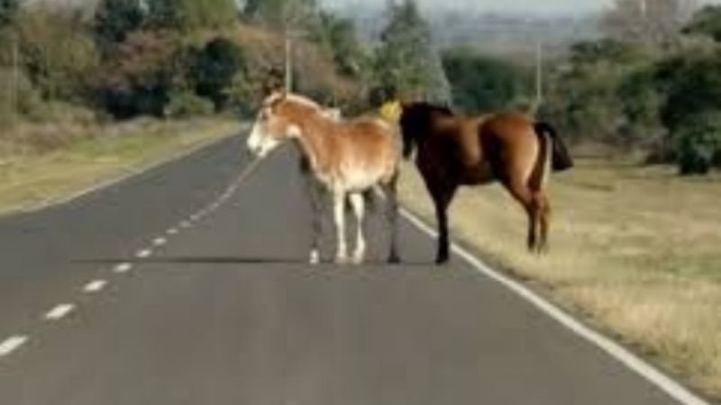 Secuestraron animales sueltos en Fray Mamerto Esquiú