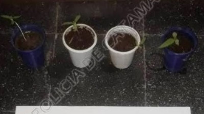 Buscaban un revólver robado, y también hallaron marihuana