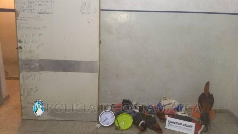 Secuestran nueve gallos de riña y otros elementos: Hay tres detenidos