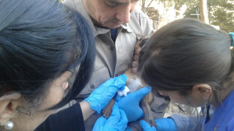 Acciones en viviendas contra el Chagas