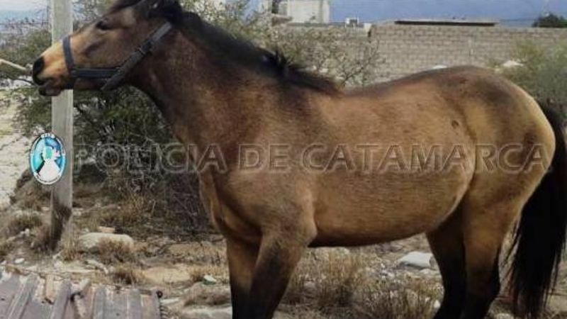 Secuestran ocho animales sueltos