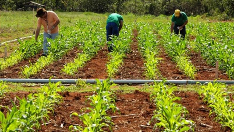 Comunicado de la Comisión Nacional de Justicia y Paz sobre Agricultura Familiar