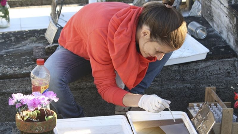 Estudiando mosquitos más allá del Aedes aegypti