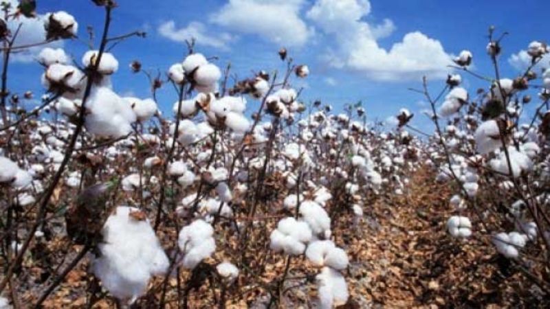 Algodoneros buscan un mayor desarrollo para su producción
