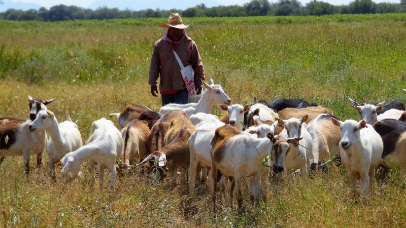 Una mejora en la leche de cabra gracias al orujo de vino