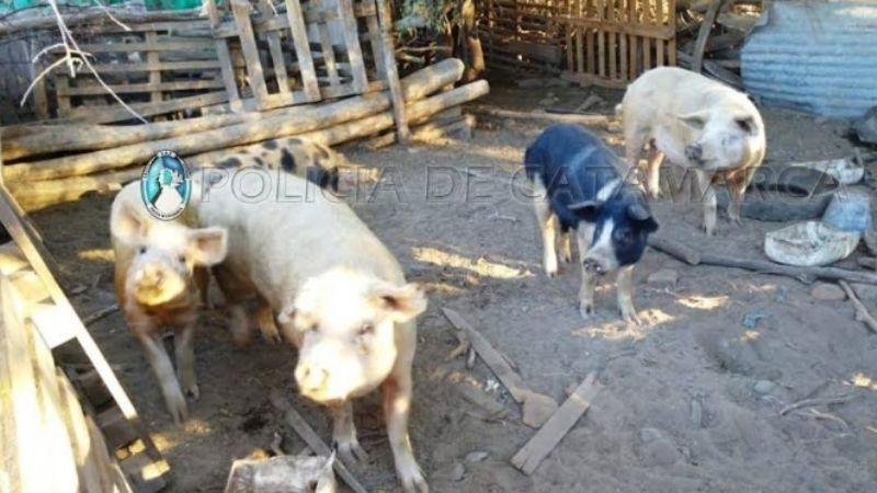 Recuperan chanchos robados