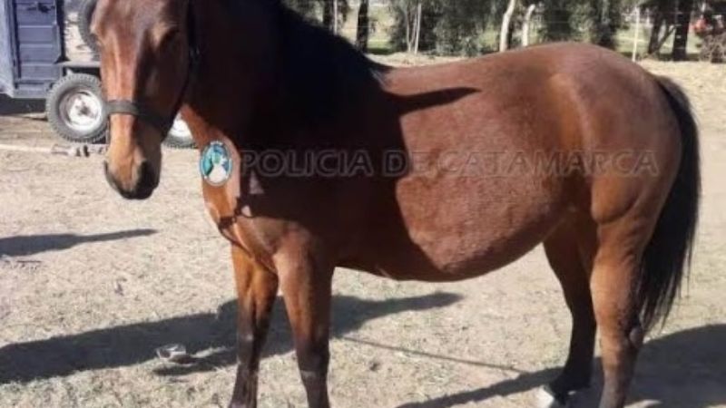 Secuestran animales sueltos en Paclín y la Capital