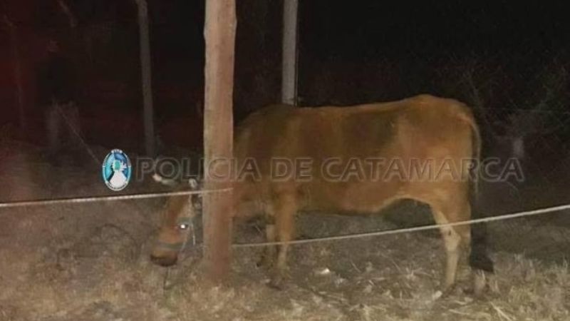 Secuestran animales sueltos en Paclín y la Capital