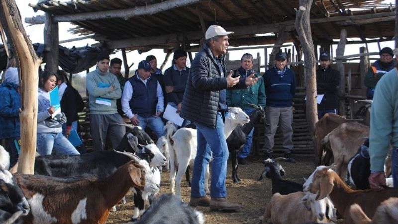 Pomán: gran asistencia en jornada para caprinos