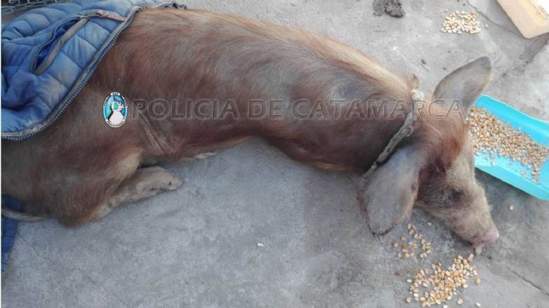Llevaban un chancho en una bolsa y lo tiraron