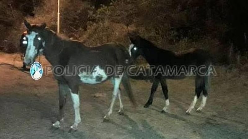 Secuestran animales sueltos en El Alto