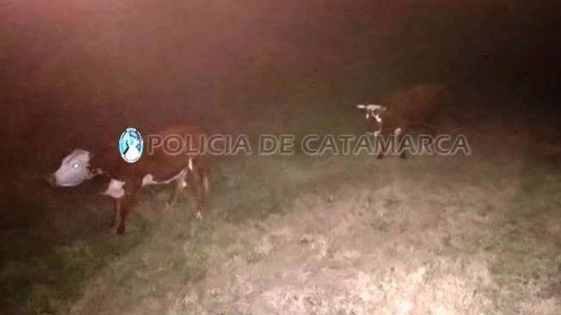 Secuestran animales sueltos en El Alto