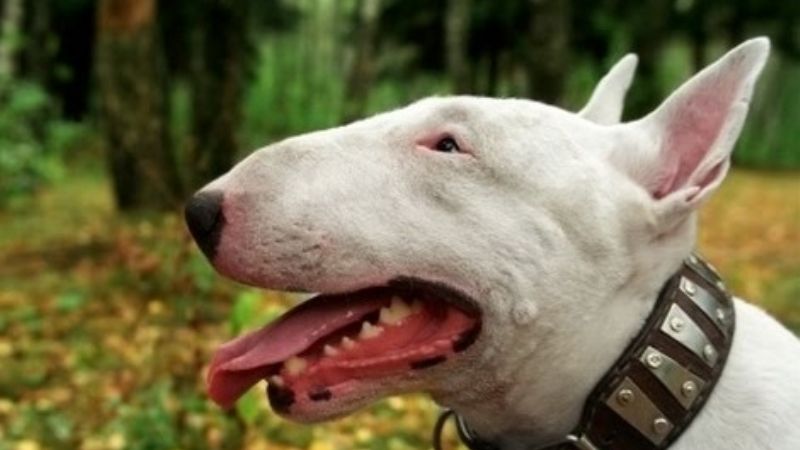 Nene fue atacado y mordido por un perro bull terrier