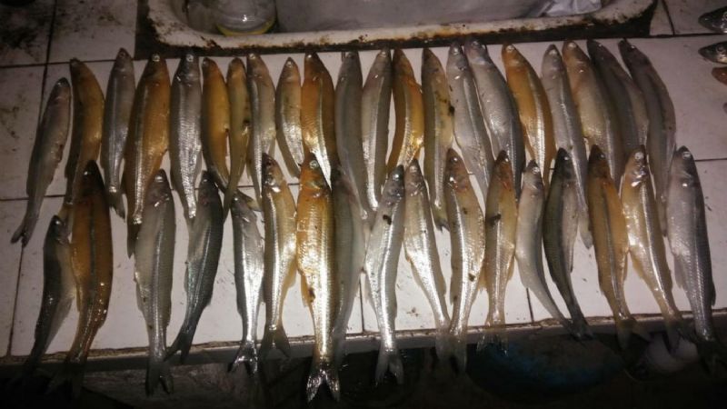 Atento pescadores: piden evitar consumir pejerreyes amarillos de El Cadillal