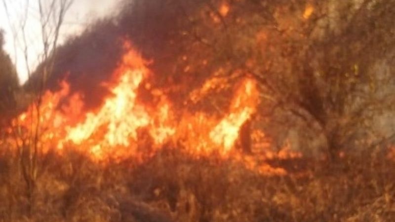 Voraz incendio en una finca de olivos
