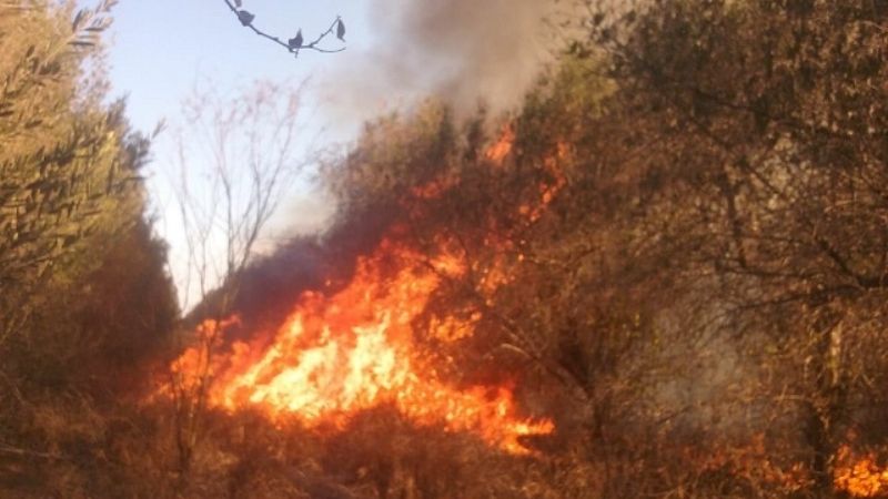 Voraz incendio en una finca de olivos
