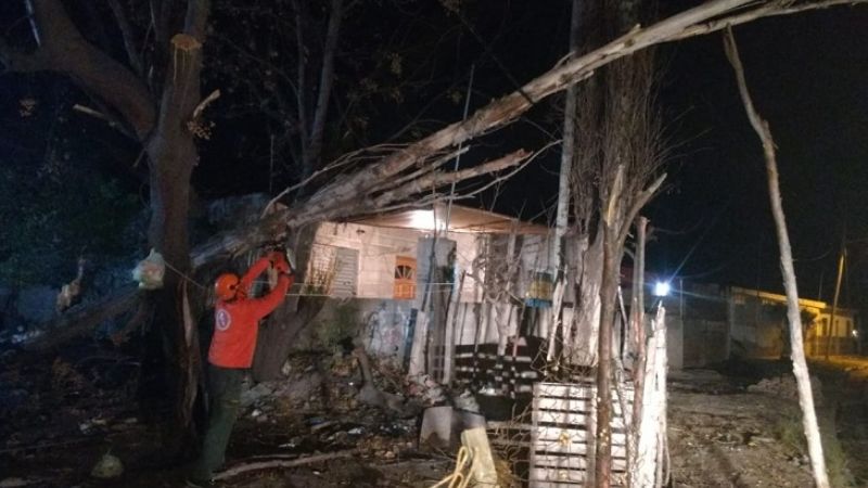 Cayeron árboles por el fuerte viento