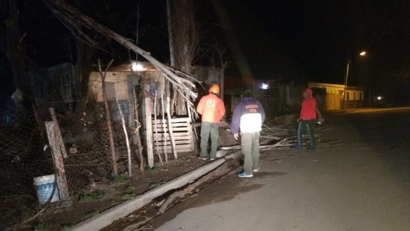 Cayeron árboles por el fuerte viento