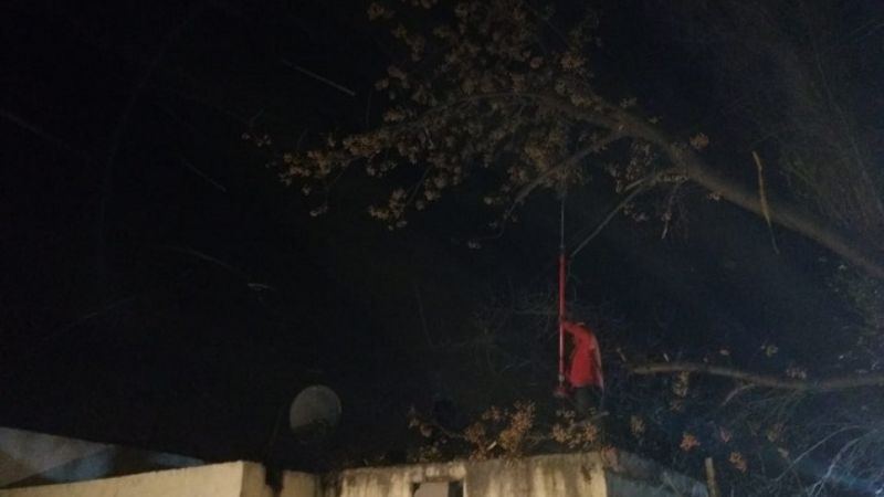 Cayeron árboles por el fuerte viento