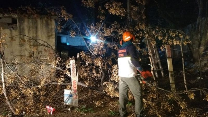 Cayeron árboles por el fuerte viento