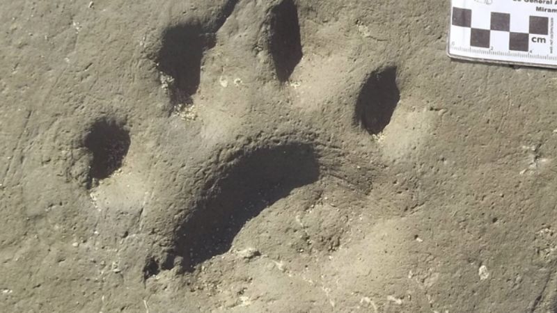 Descubren huellas de una nueva especie de tigre dientes de sable