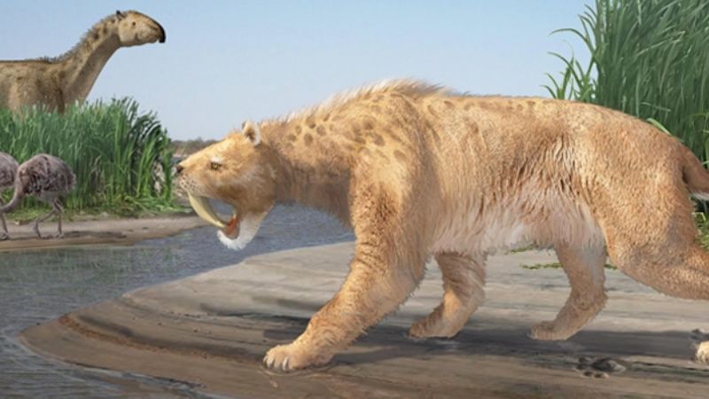 Descubren huellas de una nueva especie de tigre dientes de sable