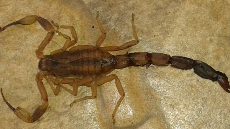 Una joven sufrió la picadura de un alacrán