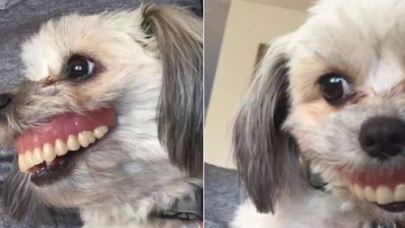 Su perra le robó la dentadura postiza y su sonrisa se hizo viral