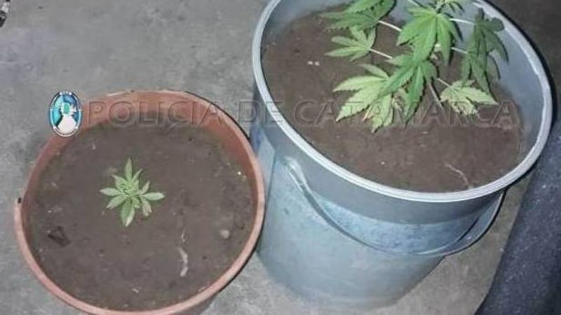 Amenazas y destrozos en una casa donde encontraron cultivos de marihuana