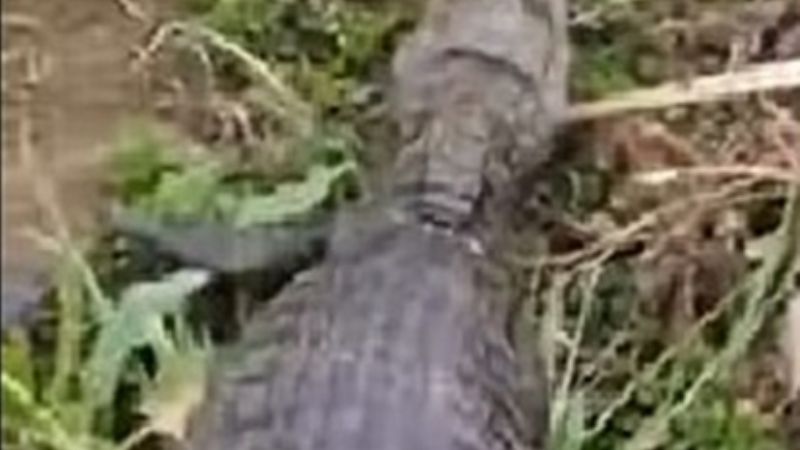 Video: un cordobés lanzó 10 yacarés a un río de La Carlota