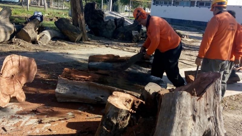 Limpieza y poda de árboles en inmediaciones de la Maternidad